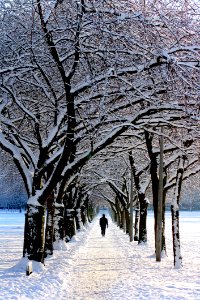 Man In Black Jacket Walking On Snowy Tree During Daytime photo