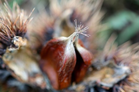 Close Up Photo Of A Brown Petaled Flower photo