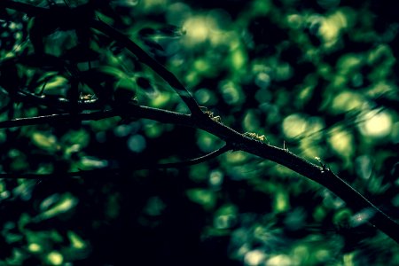 Brown Branch With Green Leaves
