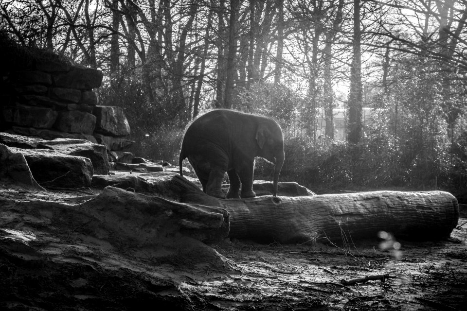 Baby Elephant Standing On Logs