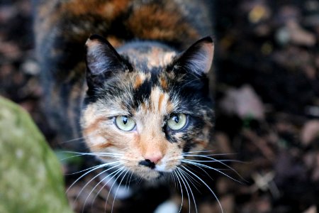 Cat In Selective Focus Photography During Daytime