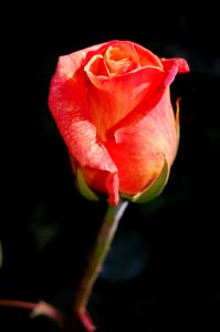 Pink Rose Plant