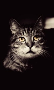 Graysclae Photo Of Cat photo