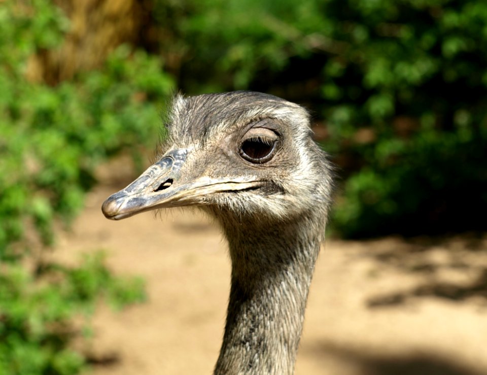 Grey Emu Beside Green Plants During Daytime
