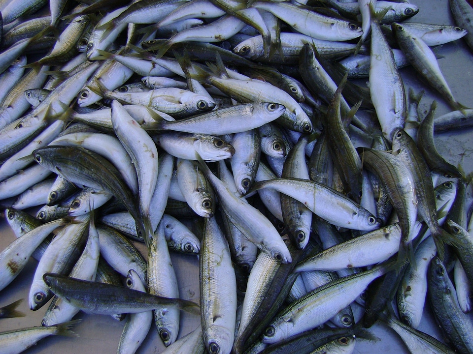 Marine seafood aquatic