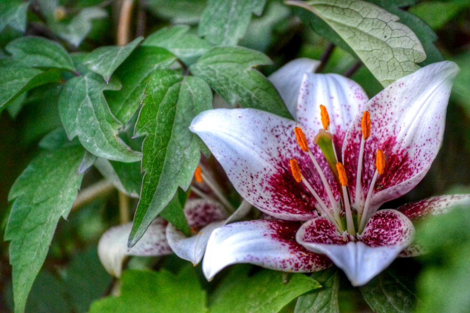 White And Red Petal Flower During Day Time