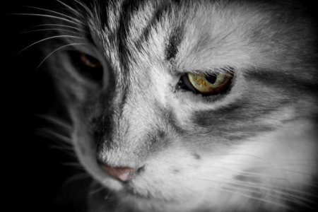 Silver Tabby Cat photo