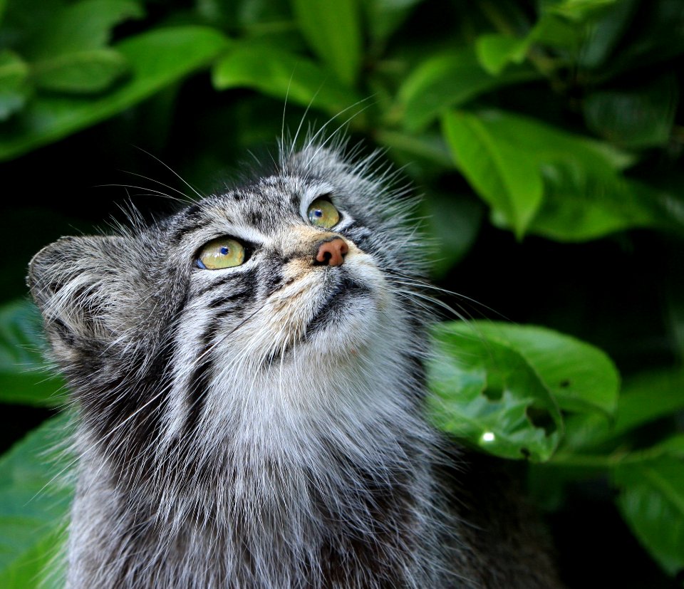 Close Up Photo Of Grey And White Furred Animal Near Green Leaf Plant