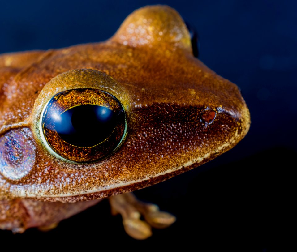 Macro Shot Of Brown Frog photo