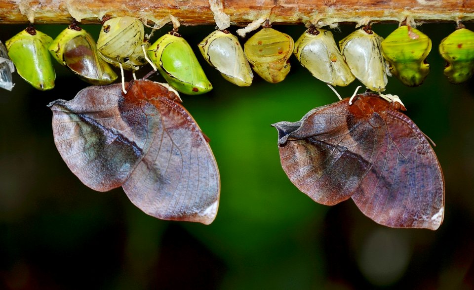 Row Of Butterfly Cocoons