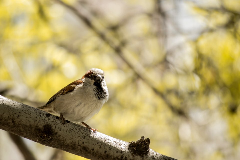 Brown And White Bird