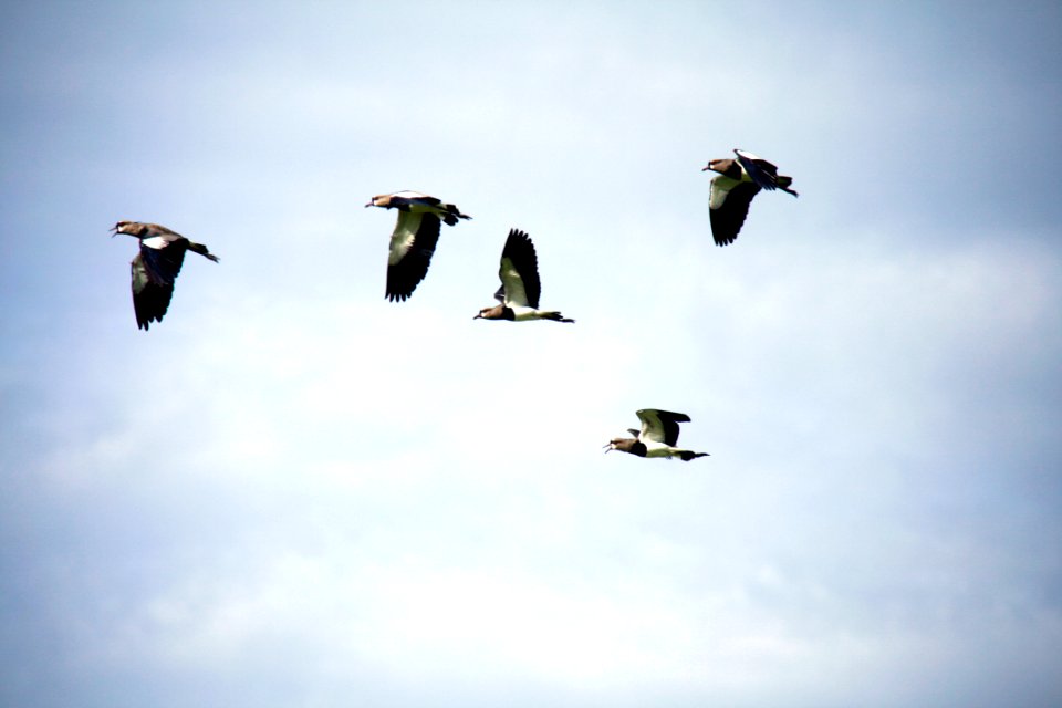 Flock Of Pigeons In Flight