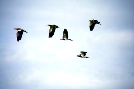 Flock Of Pigeons In Flight photo