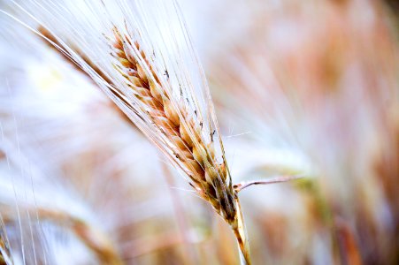 Ripe Wheat In Field