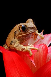 Brown Frog On Red Petal Flower photo