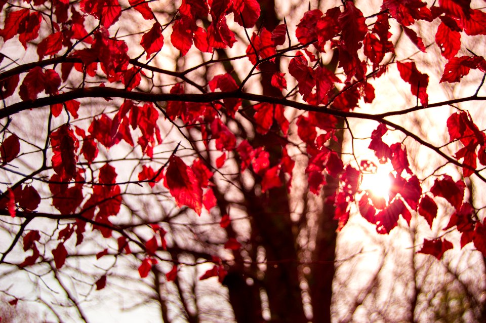 Tree With Crimson Autumn Leaves