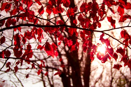 Tree With Crimson Autumn Leaves