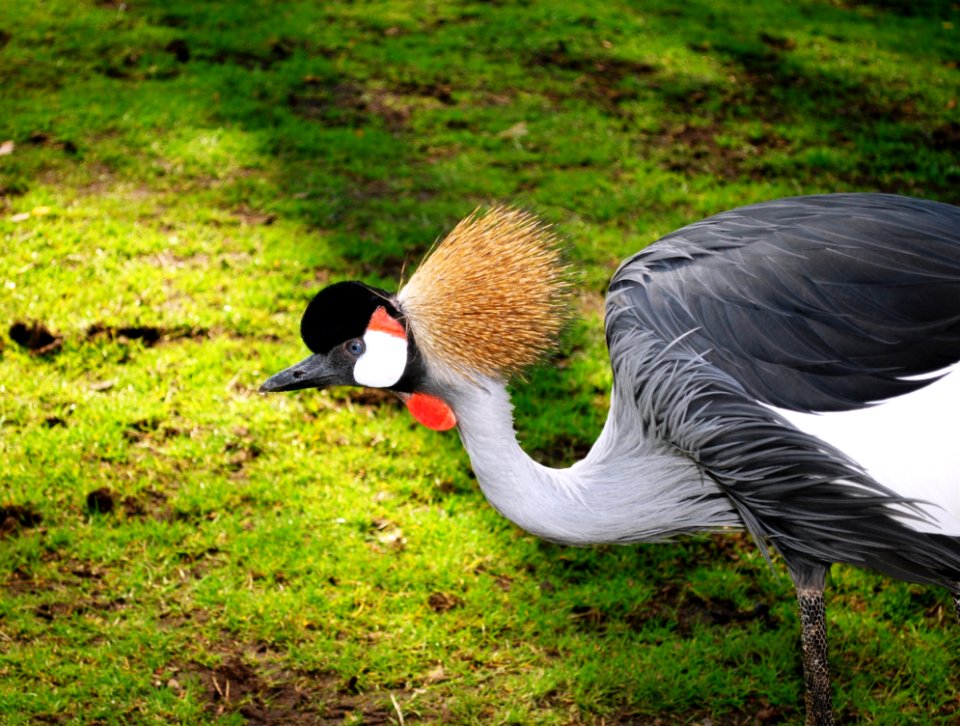 Black White And Gray Bird On Green Grass