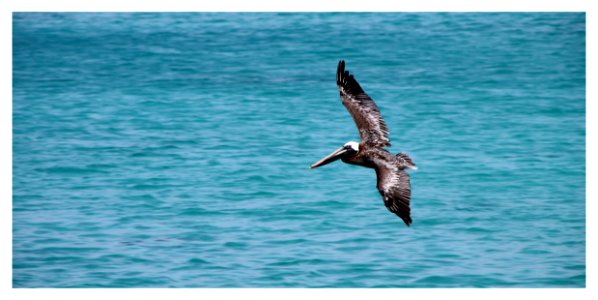 Black Sea Gulf Flying On Water Surface During Daytime photo