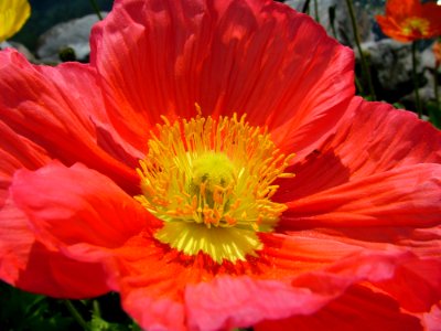 Red Petal Flower In Close Up Photography