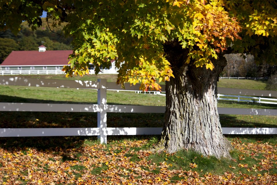 Autumn Tree And Fence
