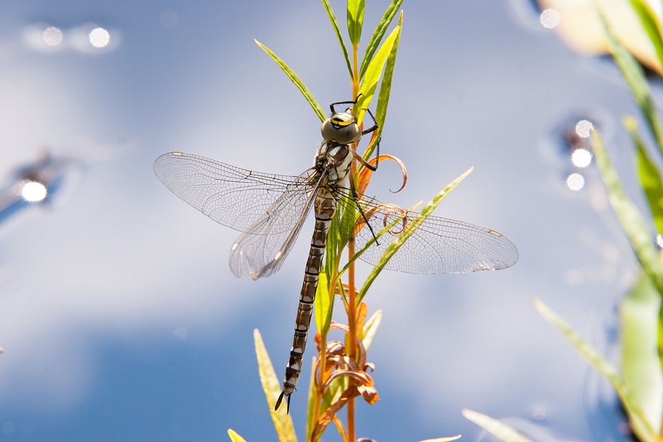 Wing lake close up