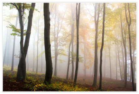 Green Leaf Trees Painting photo