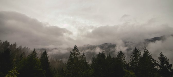 Clouds In Forest Valley