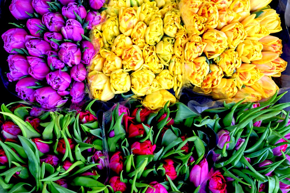 Yellow Bunch Of Flower Beside Purple Flower