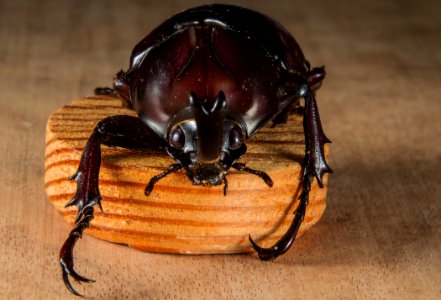 Brown Beetle photo