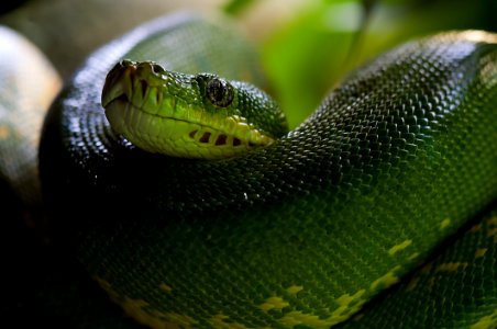 Green Snake photo