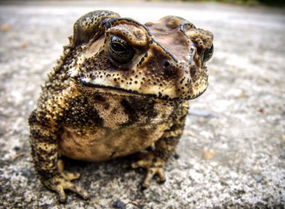 White Brown And Black Frog photo