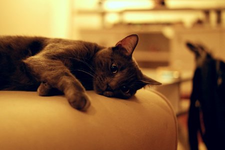 Black And Grey Short Coat Medium Cat