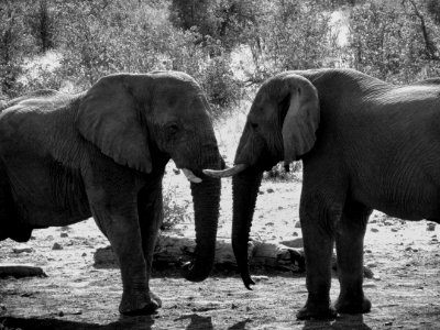 Grey Scale Photograph Of Two Elephant photo
