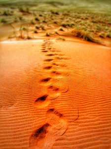 Foot Prints On Desert During Daytime photo