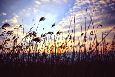 Phragmites By Sunset
