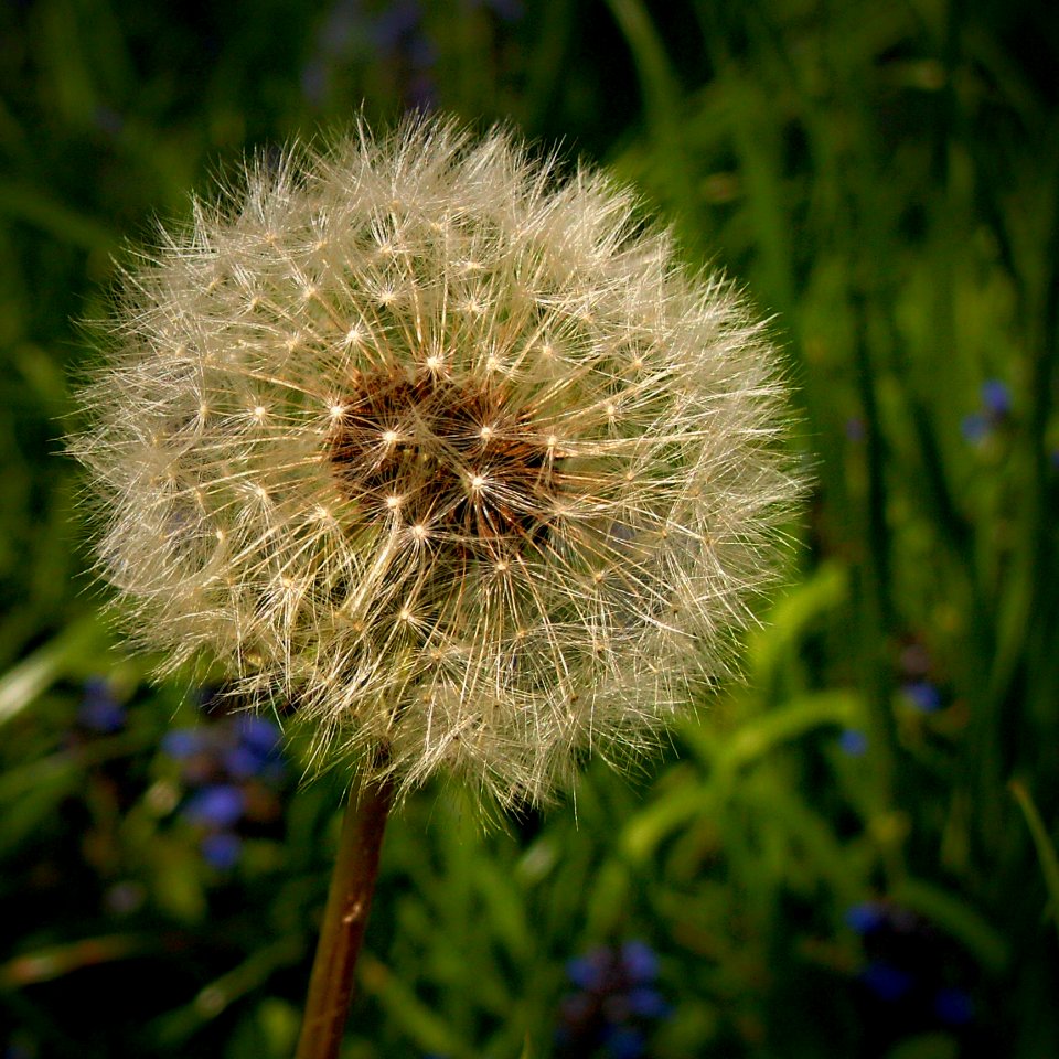 Dandelion In Focus Photography