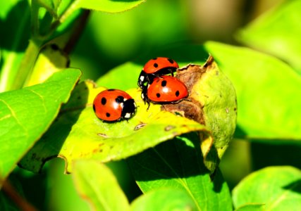 Red Ladybug On Green Leaf
