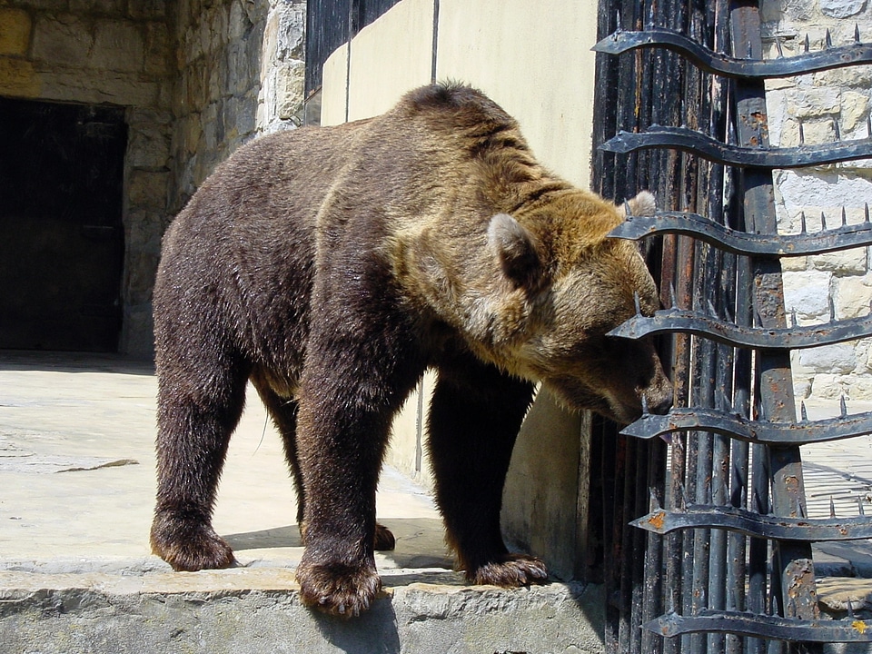 Wild zoology mammal