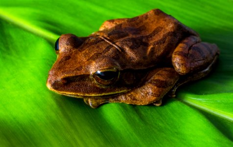 Brown Frog photo