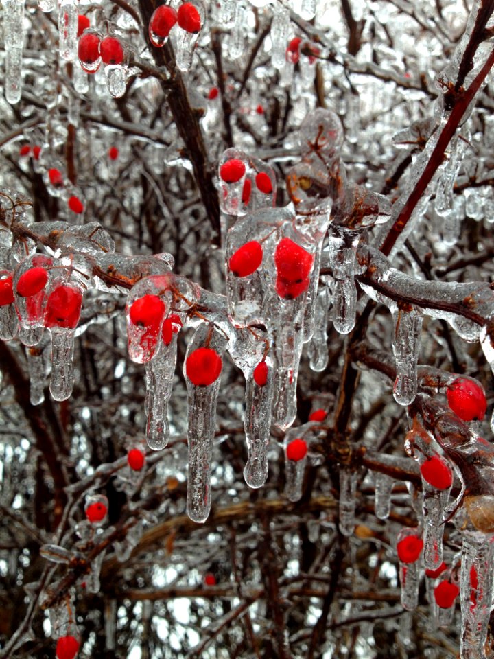 Ice Of Red Berries