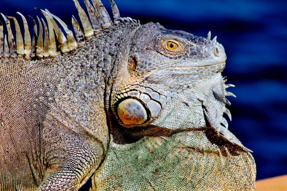 Iguana Portrait