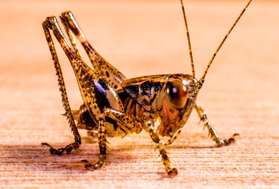 Black And Yellow Grasshopper