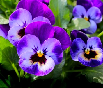 Purple 3 Petaled Flower