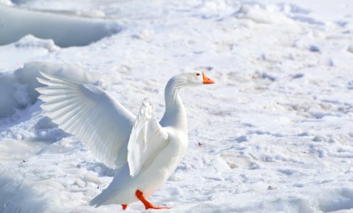 White Goose On Snow Covered Ground At Daytime photo