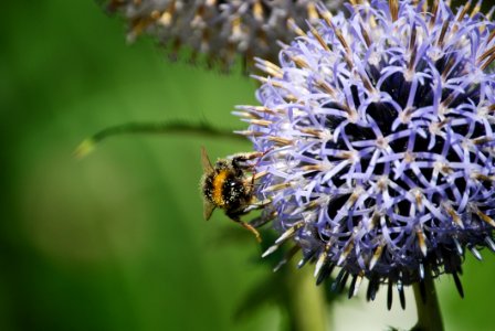 Bumble Bee On Onion Flower photo