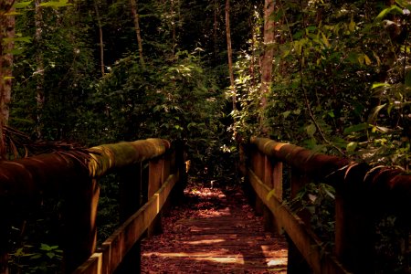 Wooden Bridge Leading Into Jungle