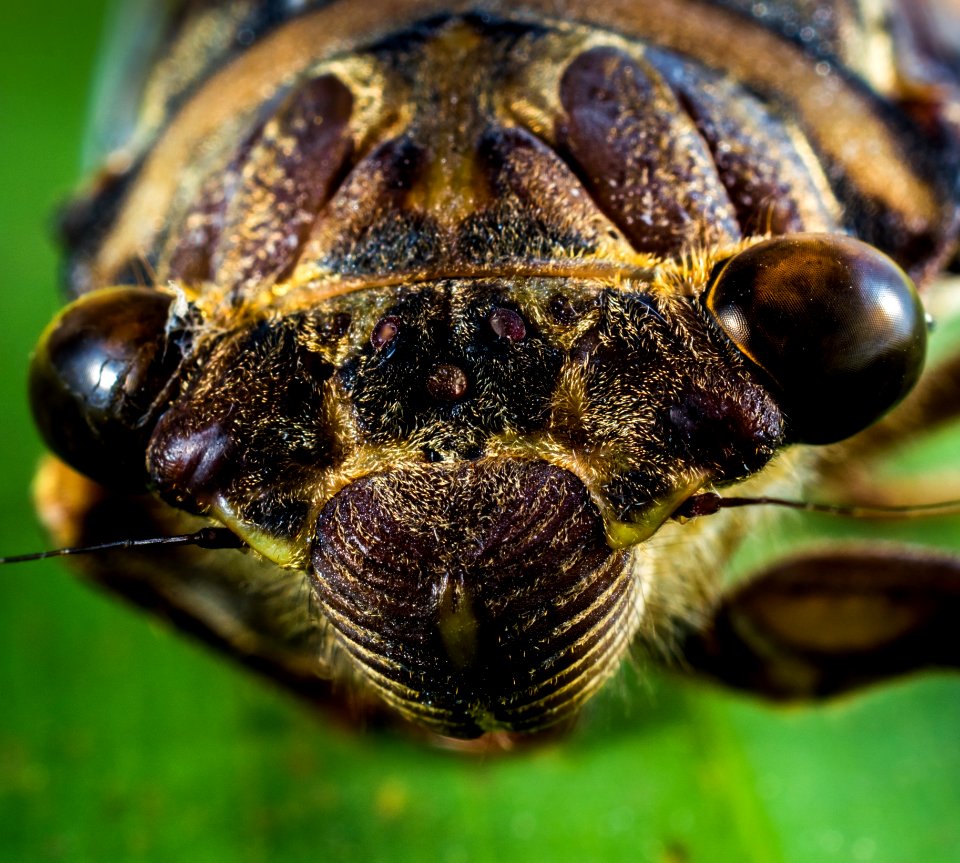 Macrophotography Of Insect