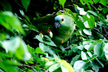 Parrot In Leafage