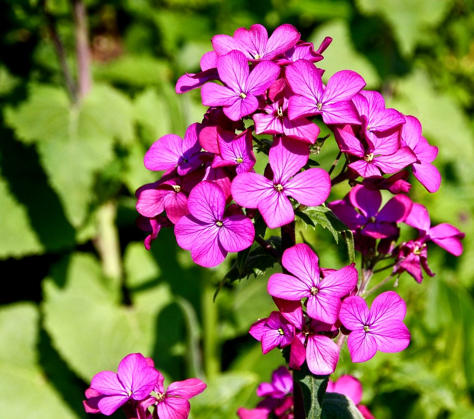 Lilac Flowers In Bloom